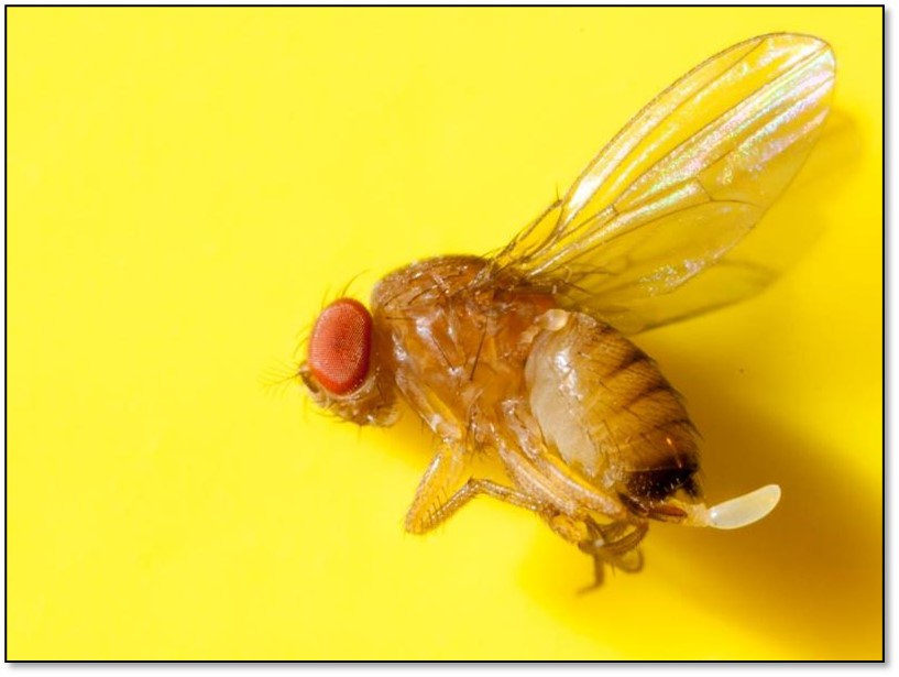 Female spotted wing Drosophila